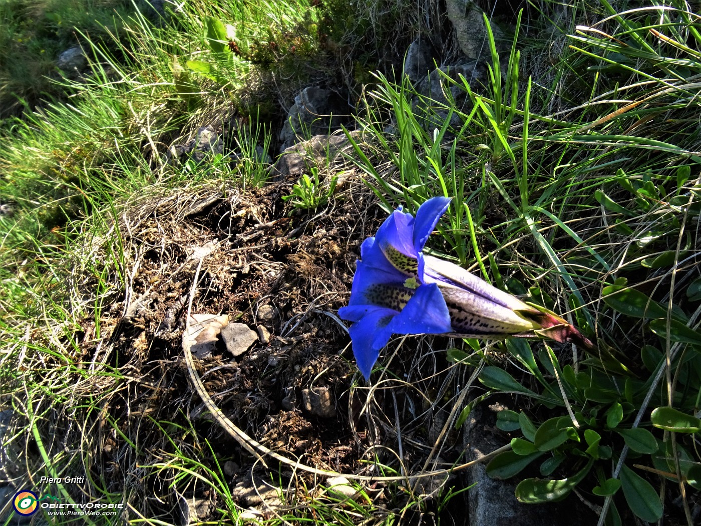 69 Gentiana clusii (Genziana di Clusius).JPG